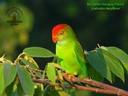 Image result for Sri Lanka Hanging Parrot