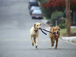 Image result for person walking dog