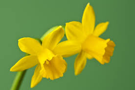 Image result for daffodil day