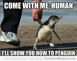 Funniest-memes-Ill-show-you-how-to-penguin - 5 Star Durban ... via Relatably.com