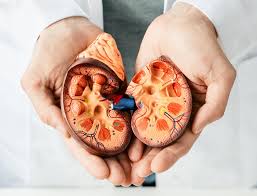 environmental factors Uncovering the Underlying Cause of Chronic Kidney Disease: Recent Research Findings