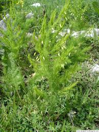 Asparagus tenuifolius - Wikispecies
