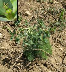 Euphorbia aleppica (Aleppo Spurge) : MaltaWildPlants.com - the ...