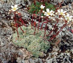 Saxifraga valdensis --- rote stiele | Rock plants, Unusual plants ...