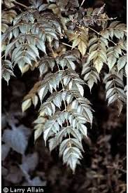Plants Profile for Melia azedarach (Chinaberrytree)
