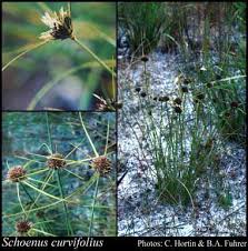 Schoenus curvifolius (R.Br.) Roem. & Schult.: FloraBase: Flora of ...