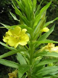 Oenothera biennis (Common evening-primrose) | Native Plants of ...