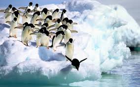 http://www.symbaloo.com/mix/elspinguins