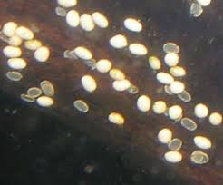 Image result for freshwater limpets on aquarium glass