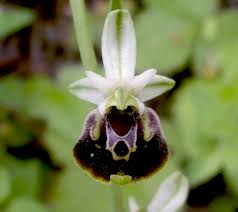 Ophrys holosericea (Burnm. f.) Greuter subsp. holosericea