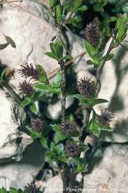 Salix alpina Scop.