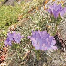 Plant Profile for Edraianthus graminifolius - Blue Grassy Bells ...