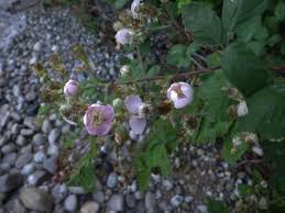 Rubus bifrons - Michigan Flora