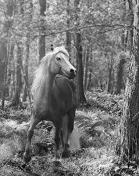 Résultat de recherche d'images pour "image chevaux noir et blanc"