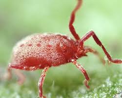Image result for chiggers