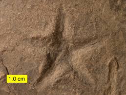 Image result for fossils recording evidence of past events