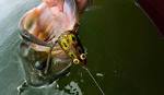 Bass fishing frog