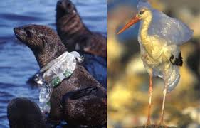 Resultat d'imatges de animales muertos por el plástico