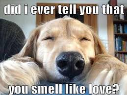 Cute dogs - Did I ever tell you that you smell like love | Funny ... via Relatably.com