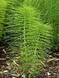 Image result for mares tail pic