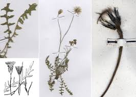 Hypochaeris cretensis (L.) Bory & Chaub. - Guida alla flora degli ...