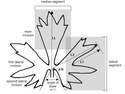 Basal leaf of Ranunculus auricomus s.l. -A simplified diagram ...