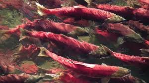 Image result for Canadian salmon run images
