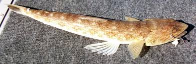 Image result for Lizard fish