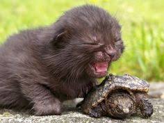 Image result for little snapping turtles