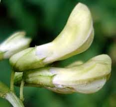 Vicia pisiformis Pea Vetch, Pale-flower vetch PFAF Plant Database