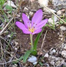 Colchicum cupanii Guss.* - Flora Mediterranea - Funghi in Italia ...