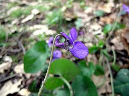 Viola alba Besser subsp. dehnhardtii (Ten.) W. Becker