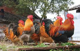 Image result for chickens coming home to roost