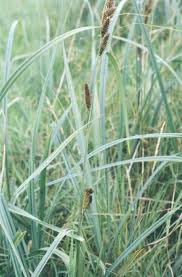 Carex riparia|greater pond sedge/RHS Gardening