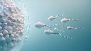 Impact of COVID-19 on sperm quality