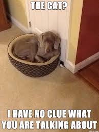 FunniestMemes.com - Funny Meme - [Innocent looking dog] via Relatably.com