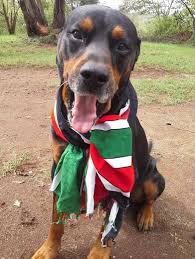 Meet Kenya&#39;s Most Patriotic Dog (PHOTO) via Relatably.com