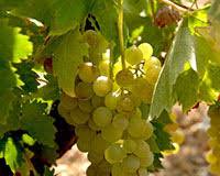 Εικόνα Samos Muscat grape
