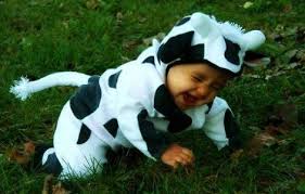Image result for baby cows