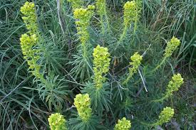 Euphorbia characias Calflora