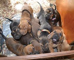 Image result for bloodhounds