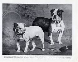 Image of Bulldog in the 18th century