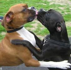 Image result for dogs kissing