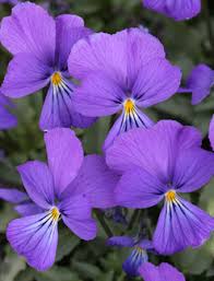 Viola corsica - Buy Online at Annie's Annuals