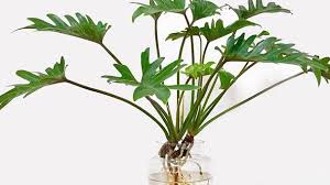 How To Grow And Care For Tree Philodendron (Thaumatophyllum ...