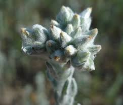 Filago (plant) - Wikipedia