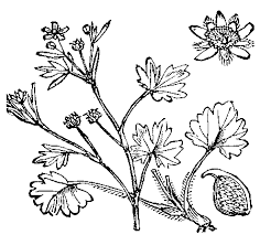 Ranunculus parviflorus - Wikipedia