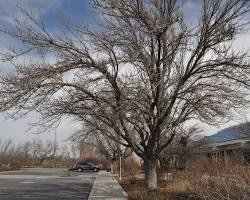 Green ash tree in winter