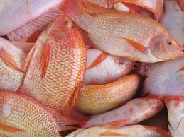 Image result for ikan talapia