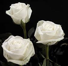 Image result for images of white rose